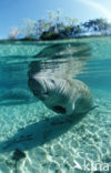 Florida manatee (Trichechus manatus latirostris)