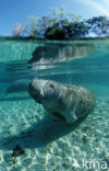 Florida manatee (Trichechus manatus latirostris)