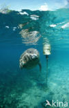 Florida manatee (Trichechus manatus latirostris)