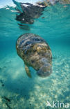 Florida manatee (Trichechus manatus latirostris)