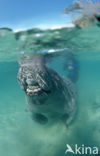 Florida manatee (Trichechus manatus latirostris)