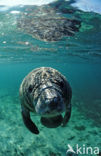 Florida manatee (Trichechus manatus latirostris)