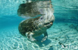 Florida manatee (Trichechus manatus latirostris)