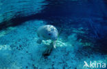 Florida manatee (Trichechus manatus latirostris)