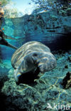 Florida manatee (Trichechus manatus latirostris)