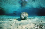 Florida manatee (Trichechus manatus latirostris)