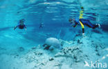 Florida manatee (Trichechus manatus latirostris)