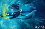 Florida manatee (Trichechus manatus latirostris)