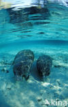 Florida manatee (Trichechus manatus latirostris)