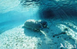 Florida manatee (Trichechus manatus latirostris)