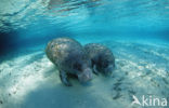 Florida manatee (Trichechus manatus latirostris)