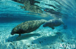 Florida manatee (Trichechus manatus latirostris)