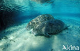 Florida manatee (Trichechus manatus latirostris)