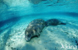 Florida manatee (Trichechus manatus latirostris)