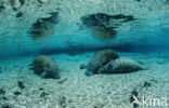 Florida manatee (Trichechus manatus latirostris)