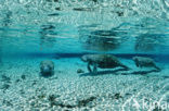 Florida manatee (Trichechus manatus latirostris)