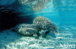 Florida manatee (Trichechus manatus latirostris)