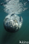 Florida manatee (Trichechus manatus latirostris)