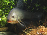 Tench (Tinca tinca)