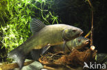 Tench (Tinca tinca)