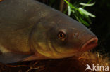 Tench (Tinca tinca)