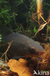 Zeelt (Tinca tinca)