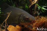 Tench (Tinca tinca)