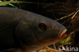 Tench (Tinca tinca)