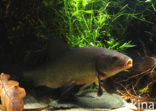 Tench (Tinca tinca)