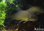 Zeelt (Tinca tinca)