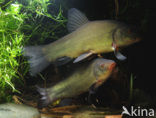 Tench (Tinca tinca)