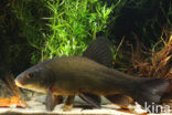 Tench (Tinca tinca)