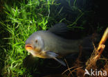 Tench (Tinca tinca)