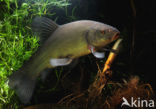 Tench (Tinca tinca)