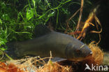 Tench (Tinca tinca)