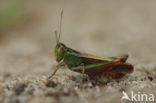 Stripe-winged Grasshopper (Stenobothrus lineatus)