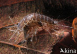Waterslater (Asellus aquaticus)