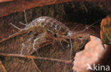 Waterslater (Asellus aquaticus)
