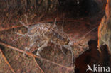 Waterslater (Asellus aquaticus)