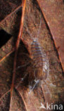 Zoetwaterpissebed (Asellus aquaticus)
