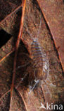 Waterslater (Asellus aquaticus)