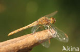 Southern Darter (Sympetrum meridionale)