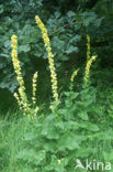 Dark Mullein (Verbascum nigrum)