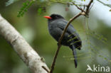 Black-fronted Nunbird (Monasa nigrifrons)