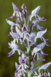 Aapjesorchis (Orchis simia) 