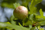 oak potato gall wasp (Biorrhiza pallida)