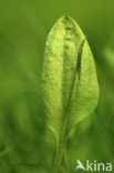 Adder’s Tongue (Ophioglossum vulgatum)