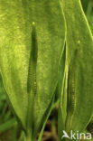 Adder’s Tongue (Ophioglossum vulgatum)