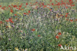 Creeping Thistle (Cirsium arvense)