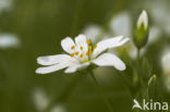 Akkerhoornbloem (Cerastium arvense)